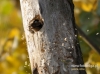 Filename=051_fotowilga~25.JPG
Filesize=110KB
Dimensions=640x475
Date added=Jan 08, 2016 051_fotowilga~25.JPG