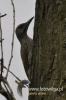 051_fotowilga~35.JPG