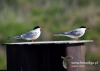 Filename=051_fotowilga~36.JPG
Filesize=61KB
Dimensions=640x457
Date added=Aug 06, 2016 051_fotowilga~36.JPG