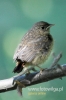 Filename=051_fotowilga~46.JPG
Filesize=70KB
Dimensions=320x480
Date added=May 11, 2017 051_fotowilga~46.JPG