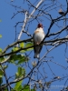 Filename=051_fotowilga~51.JPG
Filesize=275KB
Dimensions=525x700
Date added=Sep 23, 2017 051_fotowilga~51.JPG