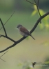 Filename=051_fotowilga~62.JPG
Filesize=186KB
Dimensions=499x700
Date added=Jan 04, 2019 051_fotowilga~62.JPG