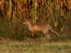 Filename=051_fotowilga~63.JPG
Filesize=385KB
Dimensions=700x525
Date added=Jan 13, 2019 051_fotowilga~63.JPG