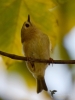 Filename=051_fotowilga~66.JPG
Filesize=240KB
Dimensions=525x700
Date added=Feb 17, 2019 051_fotowilga~66.JPG