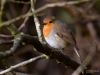 Filename=051_fotowilga~67.JPG
Filesize=257KB
Dimensions=700x525
Date added=May 09, 2019 051_fotowilga~67.JPG