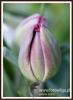Filename=052_fotowilga~14.JPG
Filesize=178KB
Dimensions=395x540
Date added=Jan 27, 2015 052_fotowilga~14.JPG