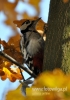 Filename=052_fotowilga~20.JPG
Filesize=81KB
Dimensions=339x480
Date added=Jan 09, 2016 052_fotowilga~20.JPG