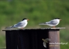 Filename=052_fotowilga~31.JPG
Filesize=59KB
Dimensions=640x457
Date added=Aug 05, 2016 052_fotowilga~31.JPG