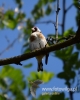 Filename=052_fotowilga~34.JPG
Filesize=56KB
Dimensions=384x480
Date added=Oct 28, 2016 052_fotowilga~34.JPG