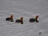Filename=052_fotowilga~38.JPG
Filesize=215KB
Dimensions=700x525
Date added=Nov 17, 2018 052_fotowilga~38.JPG