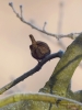 Filename=052_fotowilga~45.JPG
Filesize=227KB
Dimensions=525x700
Date added=Jan 02, 2018 052_fotowilga~45.JPG