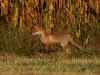 Filename=052_fotowilga~51.JPG
Filesize=381KB
Dimensions=700x525
Date added=Jan 13, 2019 052_fotowilga~51.JPG