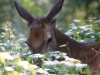 Filename=052_fotowilga~63.JPG
Filesize=298KB
Dimensions=700x525
Date added=Nov 01, 2019 052_fotowilga~63.JPG