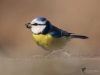 Filename=0533_fotowilga~18.JPG
Filesize=200KB
Dimensions=700x525
Date added=Feb 28, 2018 0533_fotowilga~18.JPG