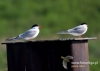 Filename=053_fotowilga~26.JPG
Filesize=59KB
Dimensions=640x457
Date added=Aug 06, 2016 053_fotowilga~26.JPG
