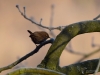 Filename=053_fotowilga~47.JPG
Filesize=228KB
Dimensions=700x525
Date added=Jan 08, 2018 053_fotowilga~47.JPG