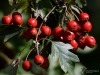 Filename=053_fotowilga~56.JPG
Filesize=272KB
Dimensions=700x525
Date added=Aug 08, 2019 053_fotowilga~56.JPG
