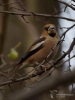 Filename=053_fotowilga~57.JPG
Filesize=241KB
Dimensions=525x700
Date added=Oct 05, 2019 053_fotowilga~57.JPG