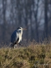 Filename=0540_fotowilga~18.JPG
Filesize=291KB
Dimensions=525x700
Date added=Jan 22, 2019 0540_fotowilga~18.JPG