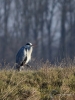 Filename=0545_fotowilga~16.JPG
Filesize=298KB
Dimensions=525x700
Date added=Jan 26, 2019 0545_fotowilga~16.JPG
