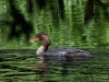 0546_fotowilga~16.JPG