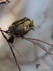 Filename=0548_fotowilga~14.JPG
Filesize=220KB
Dimensions=525x700
Date added=Feb 09, 2018 0548_fotowilga~14.JPG