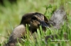 Filename=054_fotowilga~14.JPG
Filesize=105KB
Dimensions=640x427
Date added=Jan 12, 2015 054_fotowilga~14.JPG