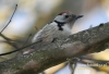 Filename=054_fotowilga~22.JPG
Filesize=94KB
Dimensions=640x438
Date added=Nov 07, 2015 054_fotowilga~22.JPG
