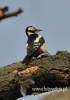 Filename=054_fotowilga~24.JPG
Filesize=74KB
Dimensions=339x480
Date added=Dec 08, 2015 054_fotowilga~24.JPG