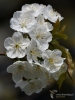 Filename=054_fotowilga~29.JPG
Filesize=238KB
Dimensions=525x700
Date added=Apr 17, 2018 054_fotowilga~29.JPG