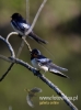 Filename=054_fotowilga~32.JPG
Filesize=48KB
Dimensions=357x480
Date added=May 12, 2016 054_fotowilga~32.JPG