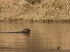 Filename=054_fotowilga~42.JPG
Filesize=323KB
Dimensions=700x525
Date added=Feb 09, 2019 054_fotowilga~42.JPG