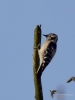 Filename=054_fotowilga~53.JPG
Filesize=166KB
Dimensions=525x700
Date added=Dec 08, 2017 054_fotowilga~53.JPG