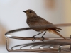 Filename=054_fotowilga~54.JPG
Filesize=215KB
Dimensions=700x525
Date added=Feb 10, 2018 054_fotowilga~54.JPG