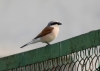 Filename=054_fotowilga~60.JPG
Filesize=181KB
Dimensions=700x500
Date added=Feb 03, 2019 054_fotowilga~60.JPG