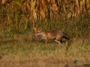 Filename=054_fotowilga~67.JPG
Filesize=377KB
Dimensions=700x525
Date added=Jul 23, 2019 054_fotowilga~67.JPG