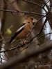 Filename=054_fotowilga~69.JPG
Filesize=256KB
Dimensions=525x700
Date added=Dec 15, 2019 054_fotowilga~69.JPG