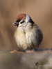 Filename=0558_fotowilga~17.JPG
Filesize=224KB
Dimensions=525x700
Date added=Feb 27, 2018 0558_fotowilga~17.JPG