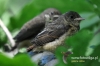 Filename=055_fotowilga~15.JPG
Filesize=90KB
Dimensions=640x427
Date added=Jun 14, 2015 055_fotowilga~15.JPG