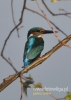 Filename=055_fotowilga~19.JPG
Filesize=66KB
Dimensions=343x480
Date added=Nov 12, 2015 055_fotowilga~19.JPG