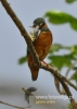 Filename=055_fotowilga~26.JPG
Filesize=65KB
Dimensions=343x480
Date added=Apr 20, 2016 055_fotowilga~26.JPG