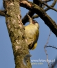 Filename=055_fotowilga~28.JPG
Filesize=89KB
Dimensions=400x480
Date added=May 31, 2016 055_fotowilga~28.JPG