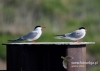 Filename=055_fotowilga~34.JPG
Filesize=61KB
Dimensions=640x457
Date added=Aug 06, 2016 055_fotowilga~34.JPG