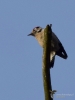 Filename=055_fotowilga~51.JPG
Filesize=166KB
Dimensions=525x700
Date added=Dec 13, 2017 055_fotowilga~51.JPG