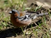 Filename=055_fotowilga~53.JPG
Filesize=304KB
Dimensions=700x525
Date added=Sep 03, 2018 055_fotowilga~53.JPG