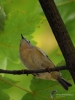 Filename=055_fotowilga~54.JPG
Filesize=261KB
Dimensions=525x700
Date added=Feb 19, 2019 055_fotowilga~54.JPG