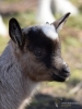 Filename=055_fotowilga~56.JPG
Filesize=283KB
Dimensions=525x700
Date added=Mar 05, 2019 055_fotowilga~56.JPG