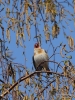Filename=055_fotowilga~60.JPG
Filesize=388KB
Dimensions=525x700
Date added=Aug 05, 2019 055_fotowilga~60.JPG