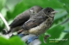 Filename=056_fotowilga~16.JPG
Filesize=92KB
Dimensions=640x427
Date added=Sep 19, 2015 056_fotowilga~16.JPG