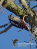 Filename=056_fotowilga~36.JPG
Filesize=58KB
Dimensions=360x480
Date added=Jan 03, 2017 056_fotowilga~36.JPG